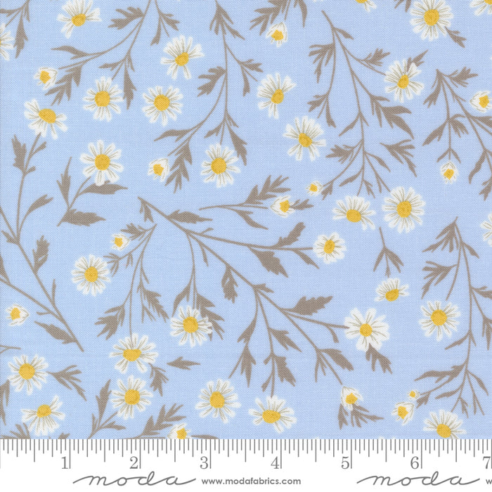 Sun Drenched - Wild Daisy Chain Sky