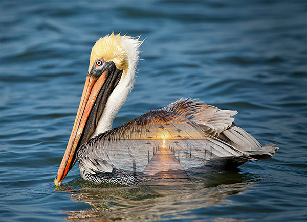 Call of the Wild Digital Print Panel - Pelican Ocean