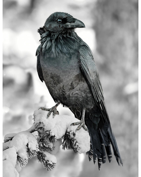 Call Of The Wild Digital Print Panel - Raven