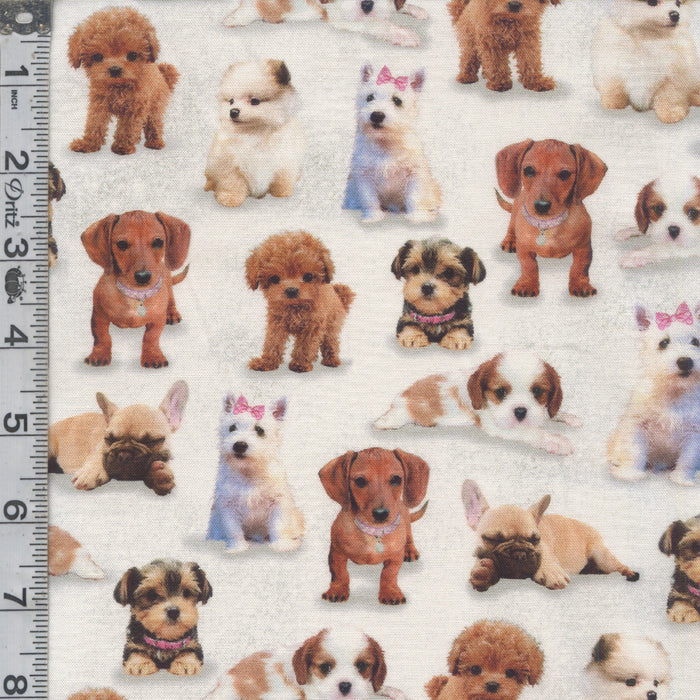 Diva Pups - Puppies White