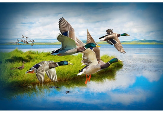 Call of the Wild Digital Print Panel - Ducks Mallard