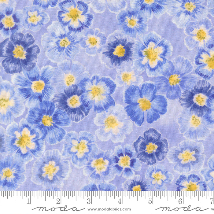 Delphinium - Auricula Bluebell
