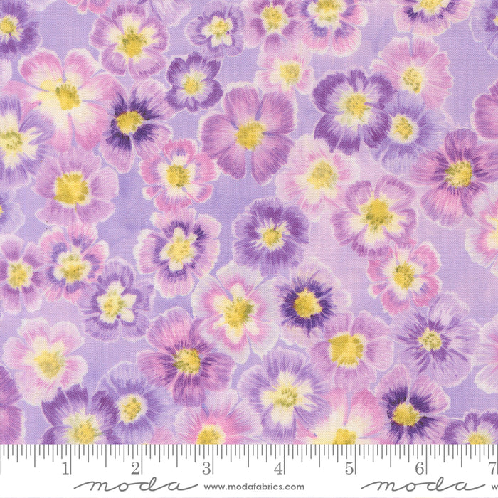 Delphinium - Auricula Mauve