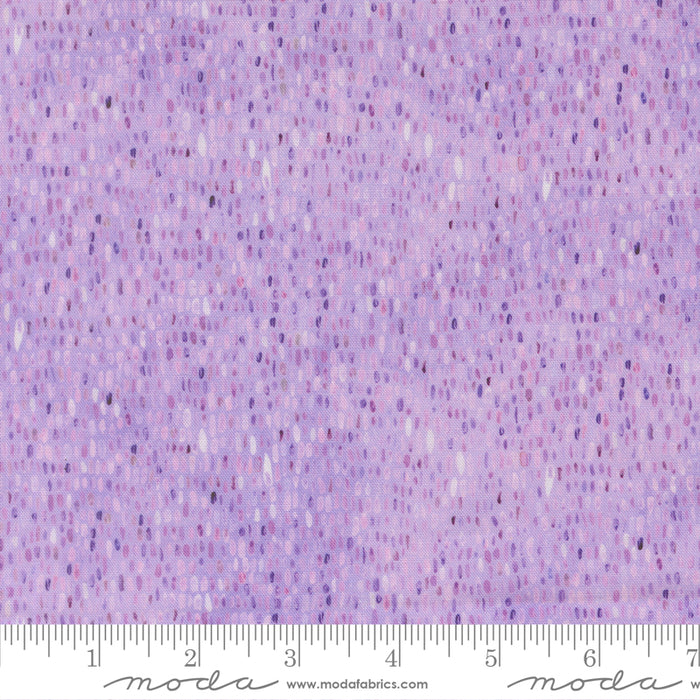Delphinium - Palette Mauve
