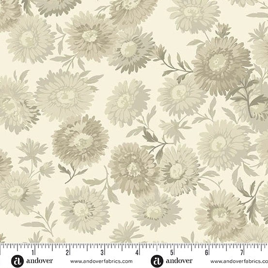 Chrysanthemum Dove