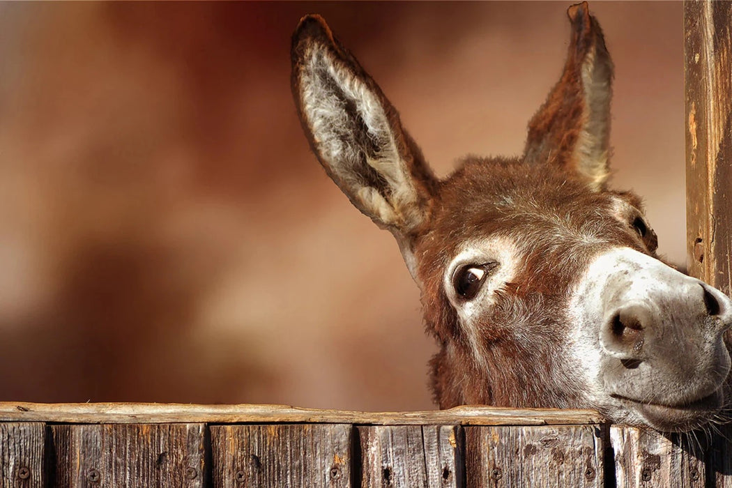 Donkey at the Gate Prepackaged Panel