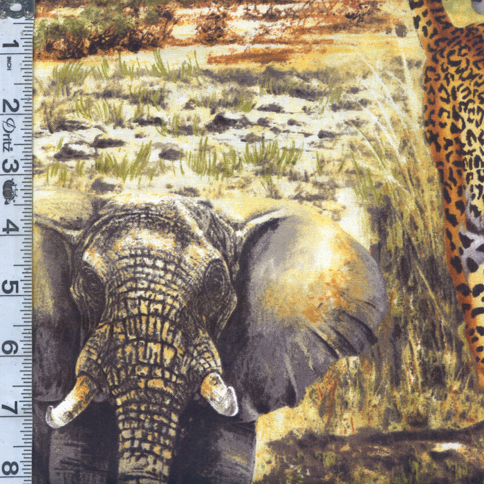 Nature Studies 2 - Safari Animals