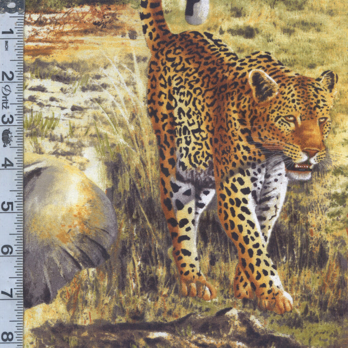 Nature Studies 2 - Safari Animals