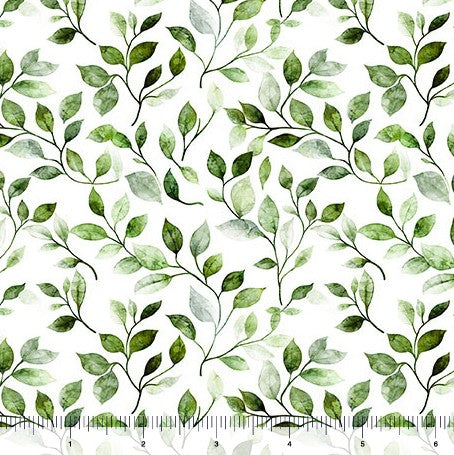 Mountain Splendor - Leaf Vine Evergreen