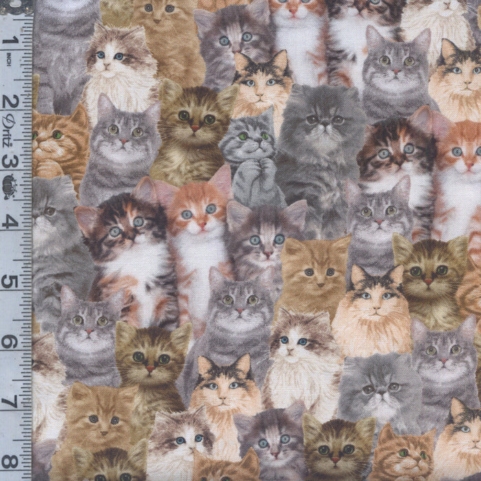 You Had me at Meow - Packed Cats