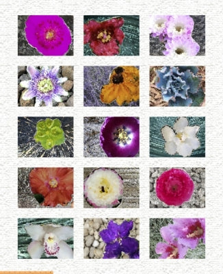 Homeward Digital Panel - Flowers White